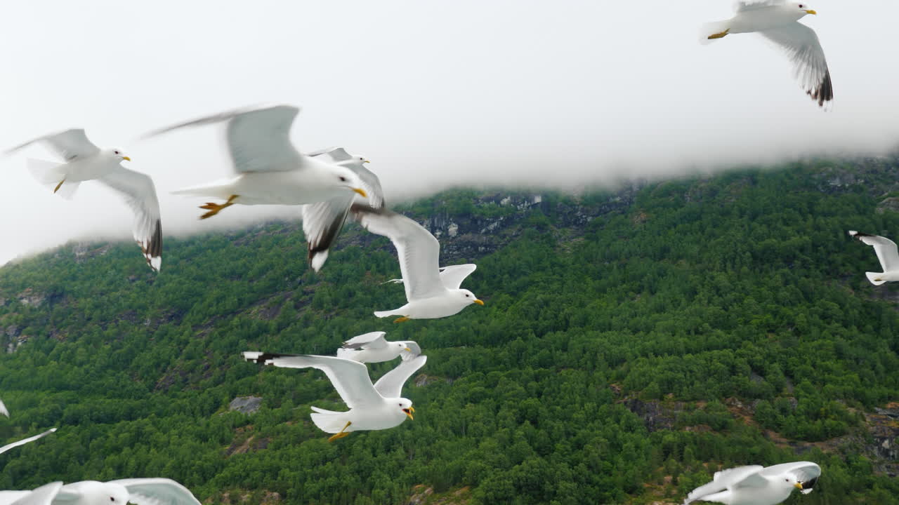 그림 같은 산과 피요르드를 배경으로 날아가는 갈매기 떼