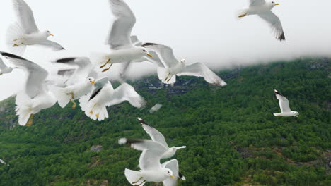 Ein-Schwarm-Möwen-Im-Flug-Vor-Dem-Hintergrund-Malerischer-Berge-Und-Fjorde