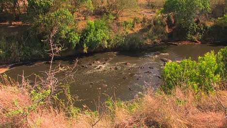 Eine-Große-Gruppe-Von-Nilpferden-Wälzt-Sich-In-Einem-Fluss