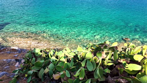 prickly pear cactus on a rocky coastline with turquoise water