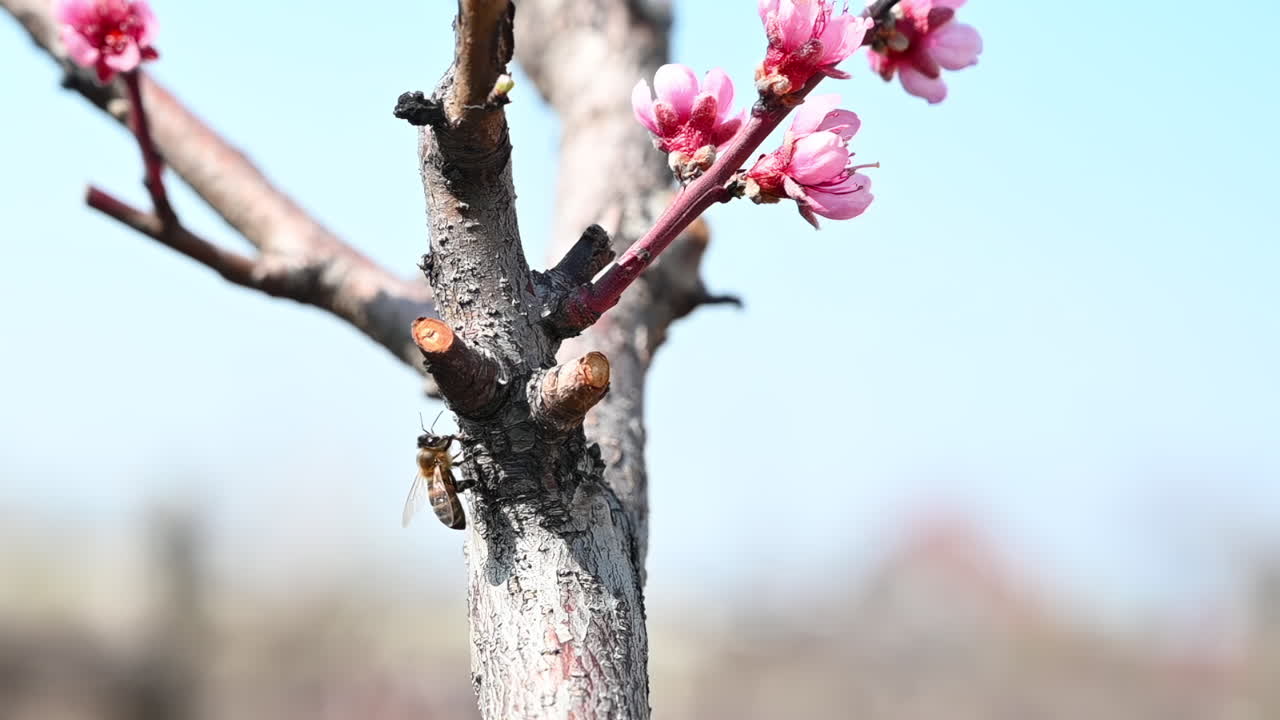 A bee collecting nectar from pink spring flowers on a tree branch