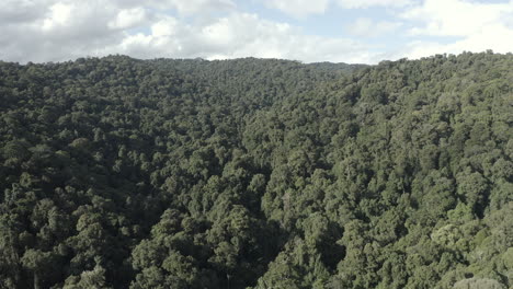 un dron de 4k disparó sobre un hermoso y denso bosque verde en australia