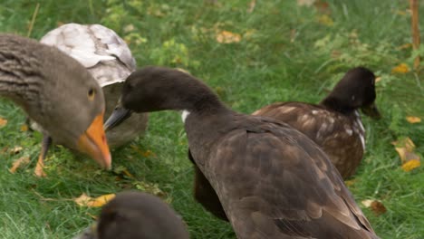 Close-up-panning-shot-of-flock-of-ducks-and-geese-nibbling-and-stumbling-around-in-a-green-meadow