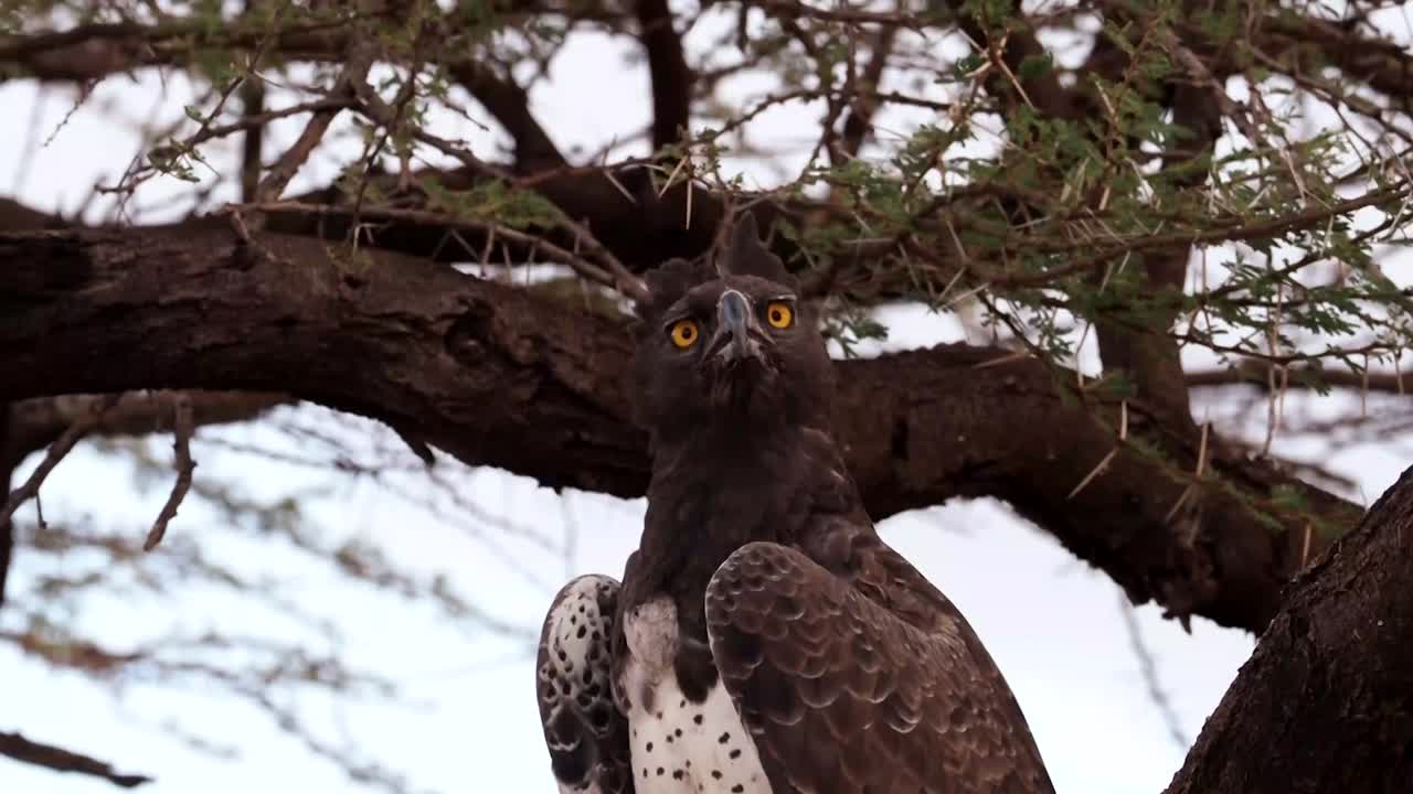 AN EAGLE ON A BRANCH OF A TREE GREAT SHOT