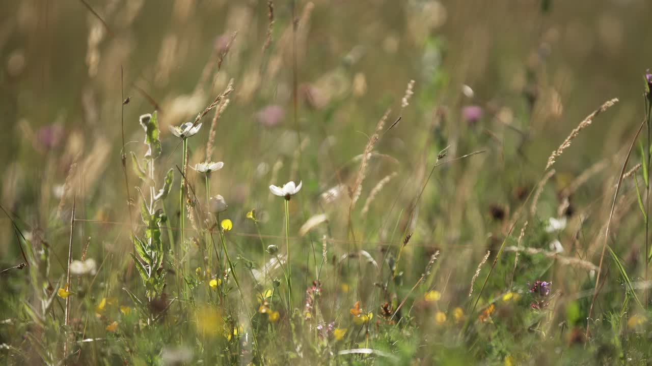 varias flores silvestres que crecen al azar en un prado ventoso