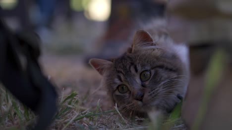 small furry cat with bright eyes lying on dry straw