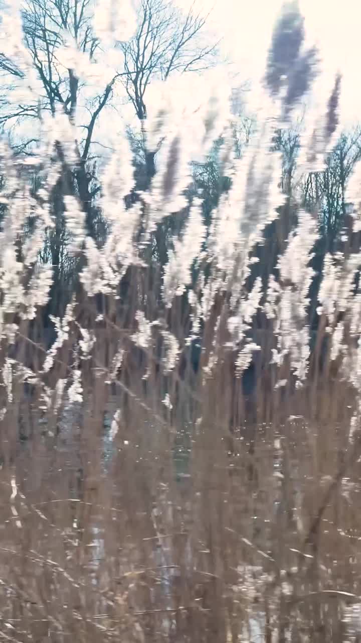 Scintillio della luce solare su canne che ondeggiano lungo un fiume invernale.