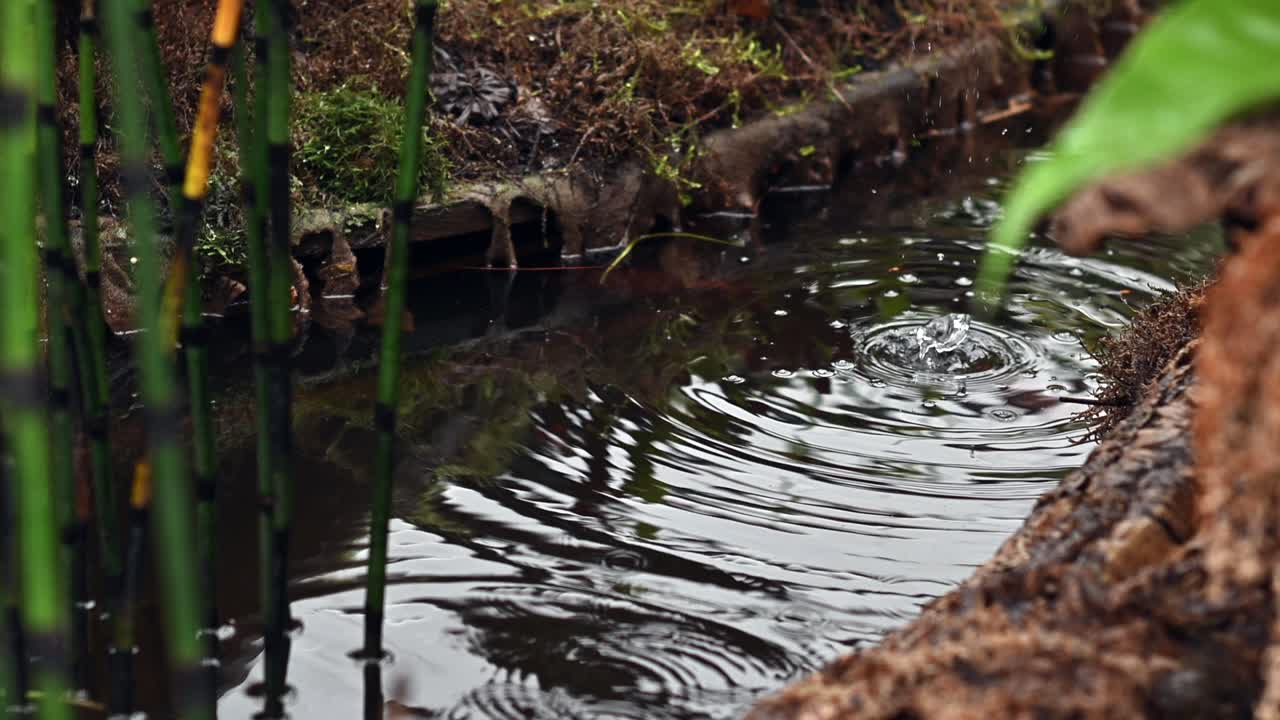 gotas de lluvia haciendo círculos en la superficie del agua del arroyo con la carpa koi nadando