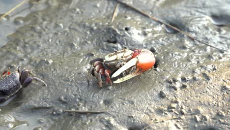 un cangrejo violinista macho con garras asimétricas distintivas, garra mayor mucho más grande que la garra menor, recogiendo sedimentos del suelo fangoso en el área de preservación de humedales de gaomei, taichung, taiwán