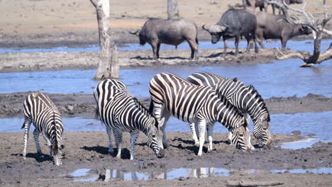 Pequeño-Grupo-De-Cebras-De-Las-Llanuras-Bebiendo-De-Una-Piscina-Fangosa,-Algunos-Búfalos-Del-Cabo-En-El-Fondo