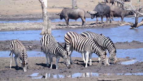 plains zebra small group drinking from a muddy pool, some cape buffalo in the background