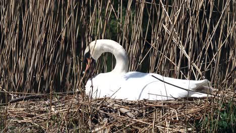 Weißer-Schwan-Brütet-Sein-Ei-Aus