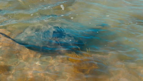 Marvel-at-the-mesmerizing-sight-as-a-graceful-stingray-elegantly-approaches,-gliding-through-the-crystal-clear-waters