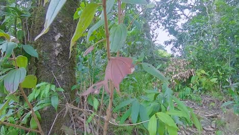 lush-green-forests-with-green-leaves-at-day-from-flat-angle