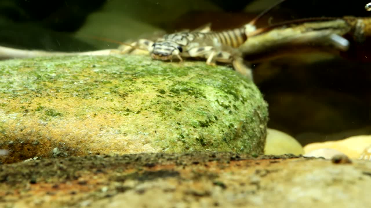 Stonefly nymph (Claassenia sabulosa) quickly crawling along the stream bottom, underwater face-on view, macro close-up