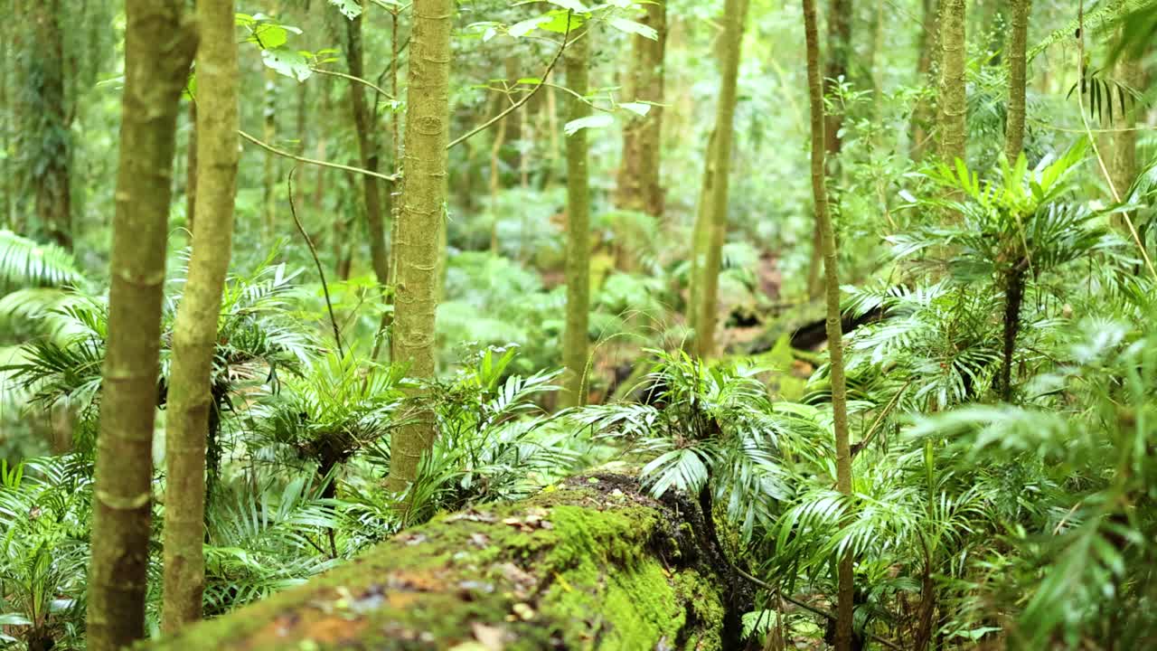 Lush green rainforest with dense foliage and towering trees. Soft natural lighting creates a tranquil atmosphere in Dorrigo, NSW