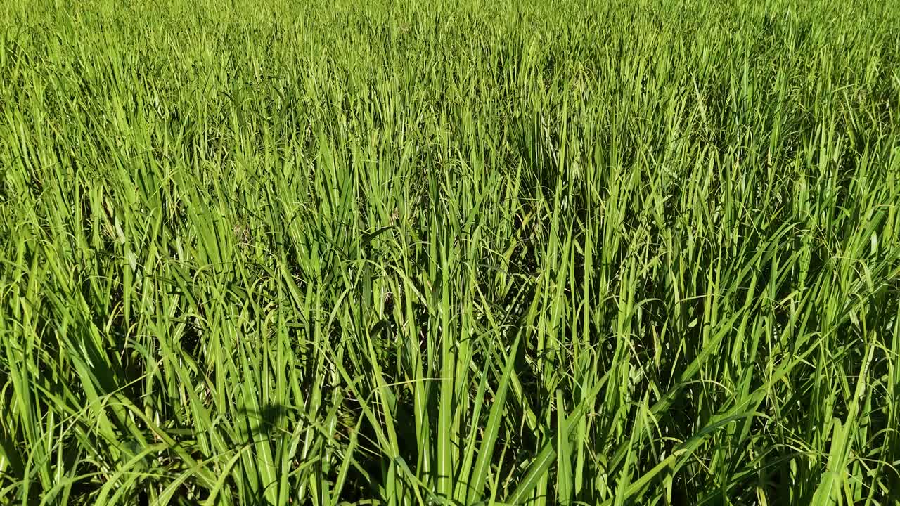Aerial footage captures a vibrant green sugarcane field under bright sunlight, showcasing the dense growth and natural beauty