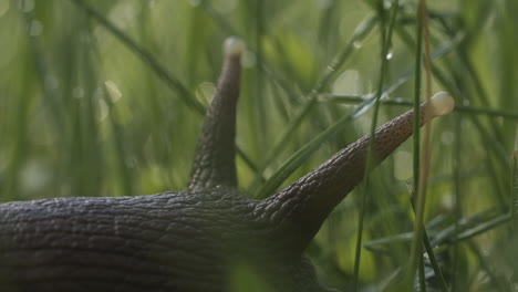 snail in grass