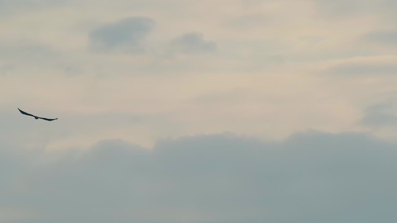 독수리 새가 날아다니며 극적인 구름이 가득한 하늘을 날아다닙니다.