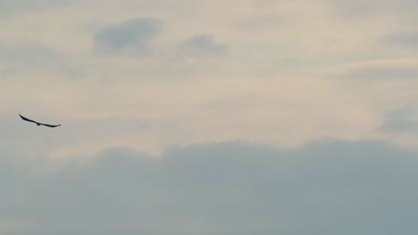 Eagle-Bird-Flying-and-Gliding-through-Dramatic-Cloudy-Sky