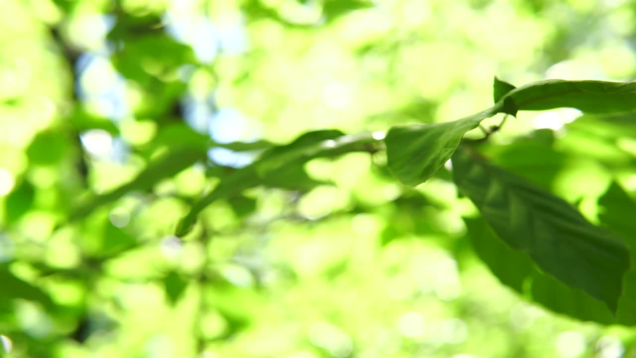 숲의 마법 미끄럼틀