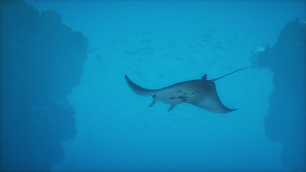 바다 에서 수영 하는 만타 레이