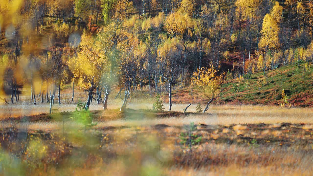 산의 발자국에 있는 들판에서 평온한 가을 날, 황금색 버드나무가 자연 환경에 따뜻함을 더하고 있습니다.
