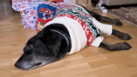 a black senior labrador dog wearing a christmas-themed sweater as it lies on the ground next to christmas gifts