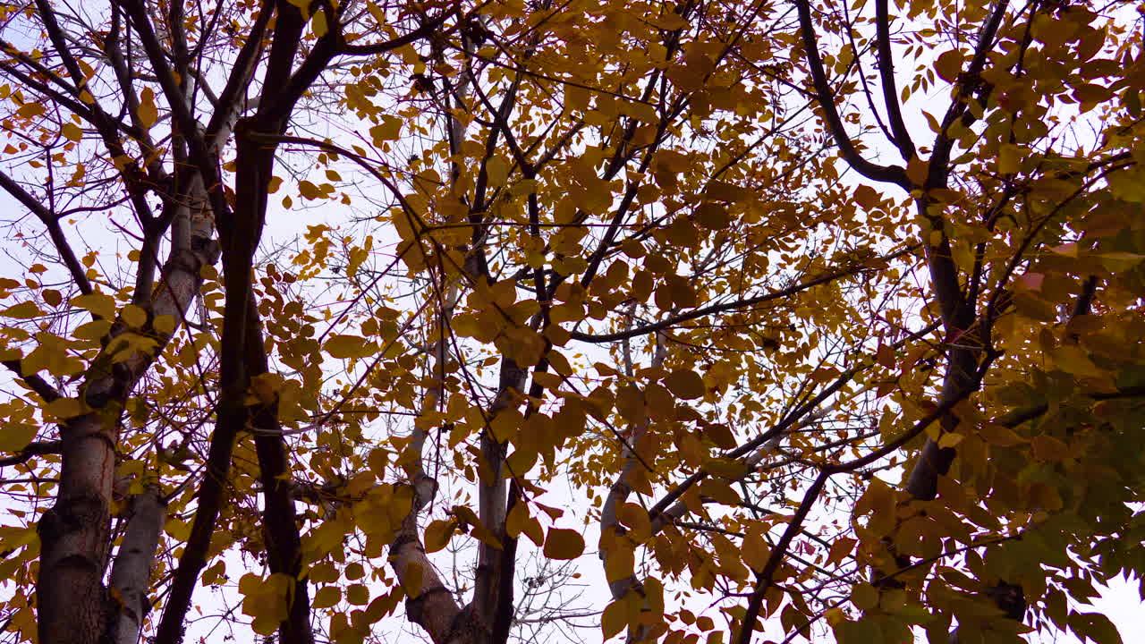 Silhouette of Orange Leaves Blowing in the Wind Durring the Autumn Season Close Up on a Clouldy Day, Cinematic