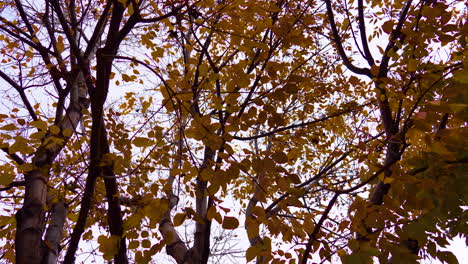 silhouette of orange leaves blowing in the wind durring the autumn season close up on a clouldy day, cinematic