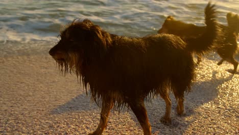 perros jugando en la playa 4k
