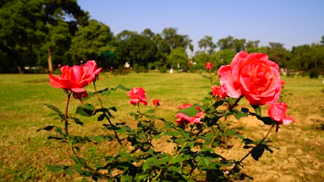 fiore nel giardino brillava al sole-39