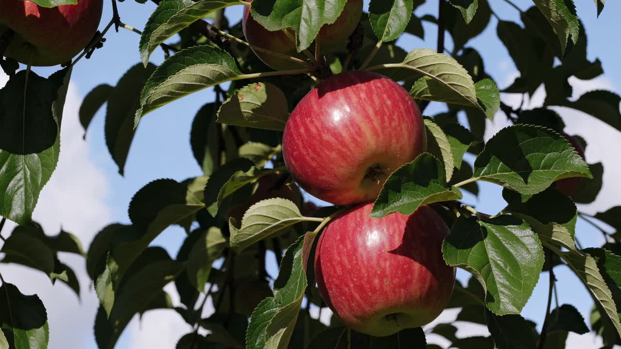 Close-up video shot of ripe red apples on a tree, captured from a low angle