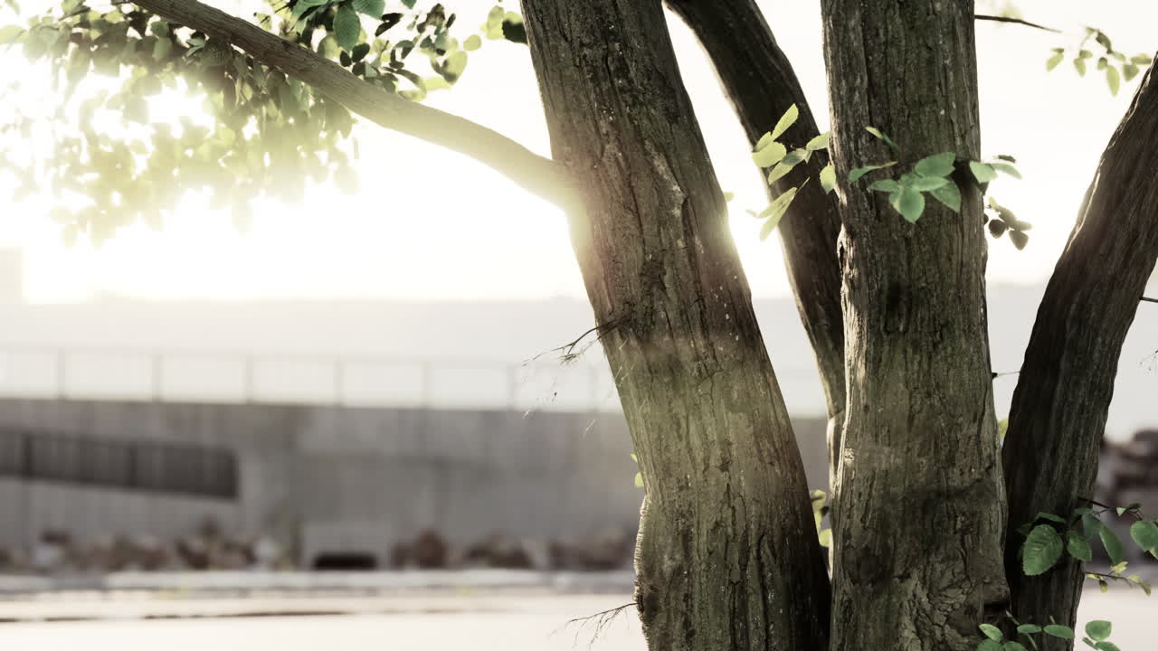 ⁇ 빛이 해변의 나무를 통해  ⁇ 아져 나옵니다.