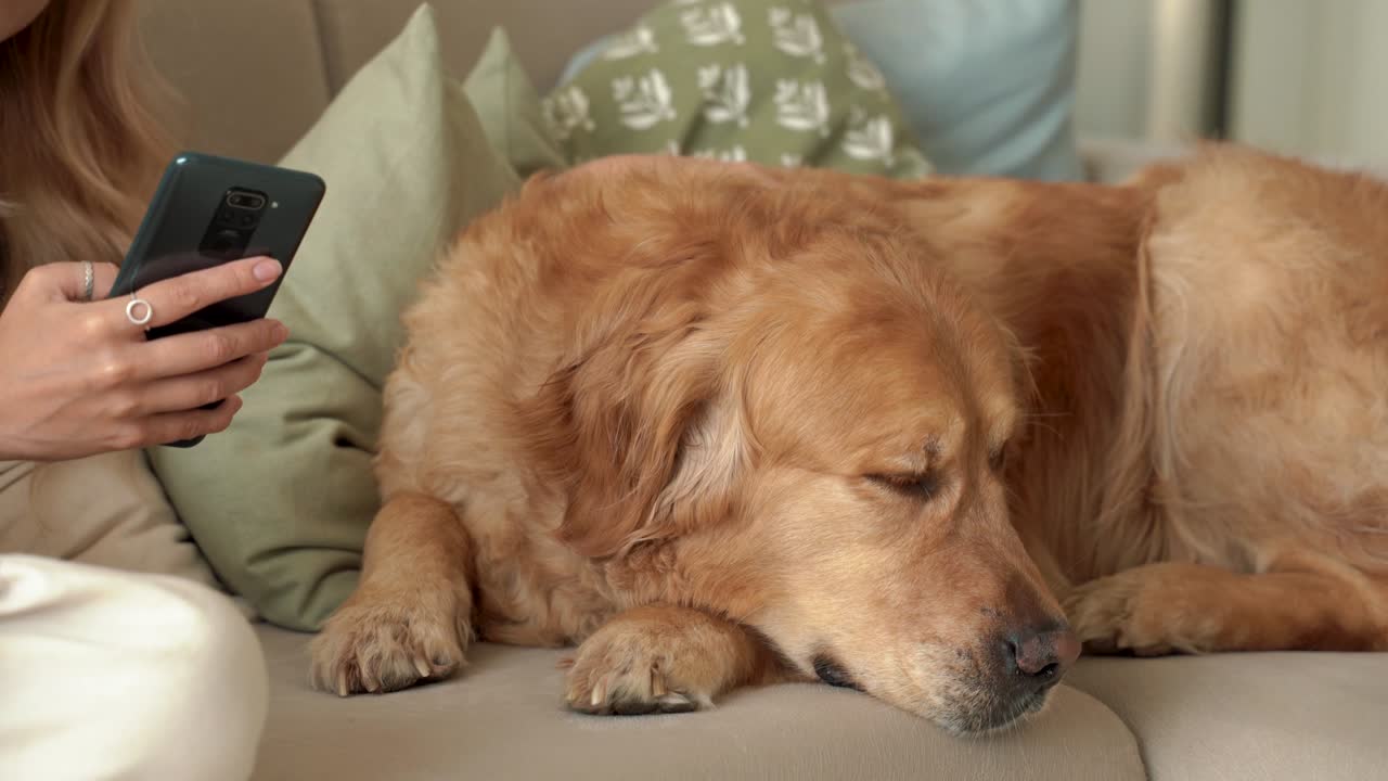 mujer rubia sosteniendo un teléfono inteligente mientras está sentada en el sofá con un perro labrador