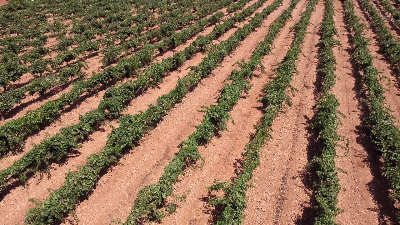 filas de viñedos en el campo en el campo