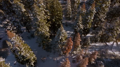 Overhead-Douglasien-Mit-Einem-Ausleger-Und-Neigung-Nach-Oben,-Um-Den-Horizont-Der-Bergkette-In-Lake-Tahoe,-Nevada,-Zu-Enthüllen