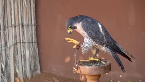 peregrine falcon (falco peregrinus) very close up looking around on a pole. falconry or keeping falcons and racing them in the middle east.