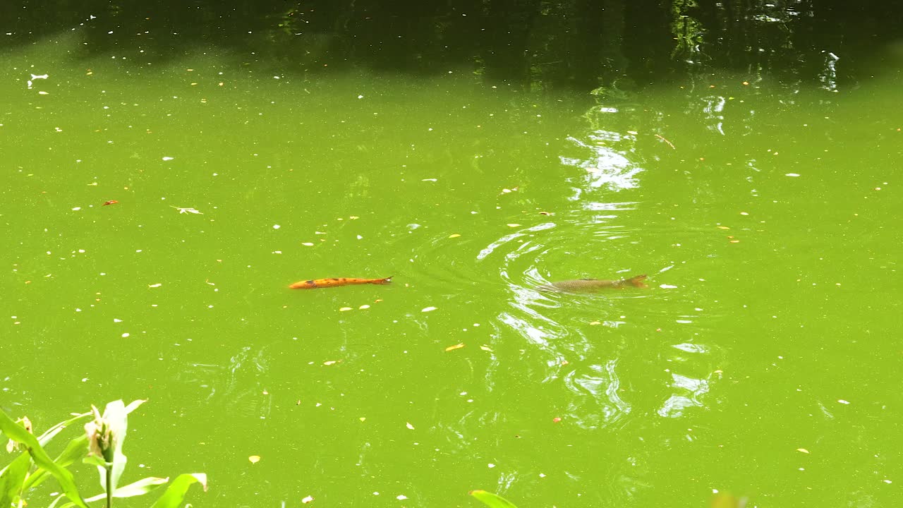 peces que nadan en un entorno de estanque verde
