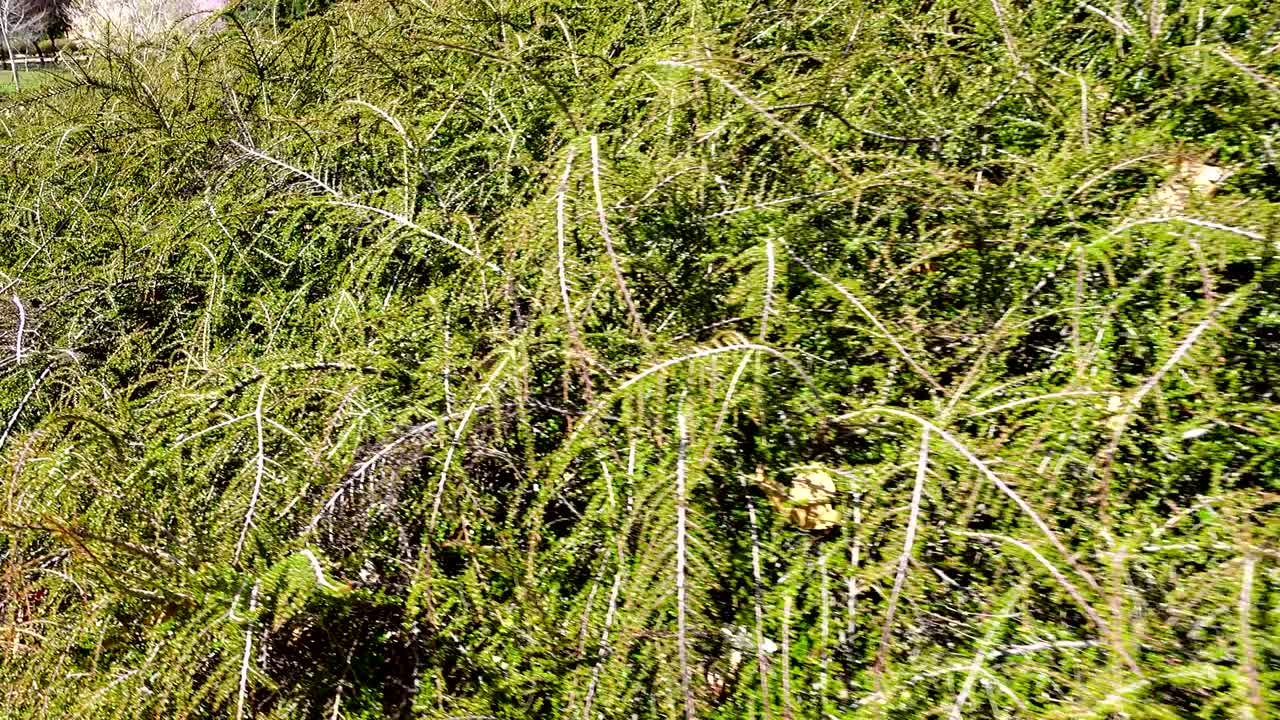 la avenida en el parque, la primavera.