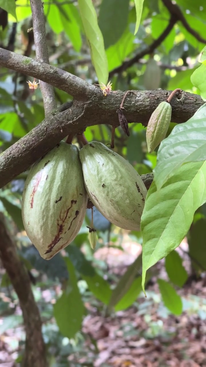 Green Cacao Pods Growing on a Tree Branch