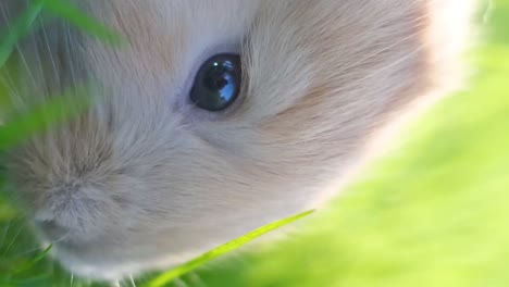 close-up of a cute furry animal in green grass
