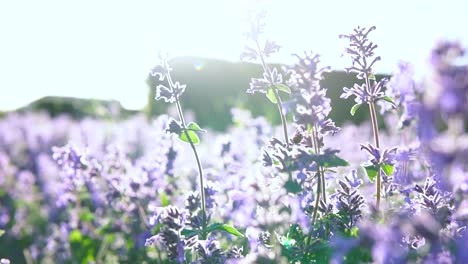 Blume-In-Zeitlupe-Auf-Wind-Und-Ganz-In-Der-Nähe