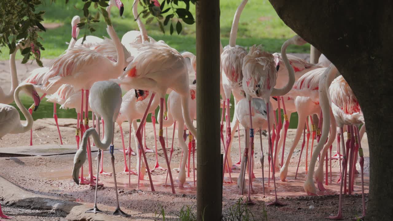 Flock of Greater Flamingos and Lesser Flamingos feed in pink brine pool