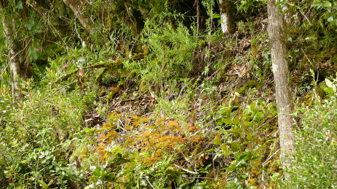 gorrión entre ramas de plantas. tiro estático
