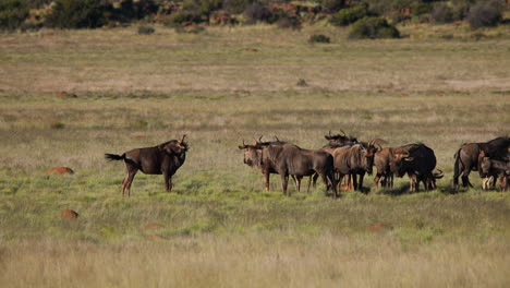 A-Wildebeest-Shaking-Its-Head-In-Front-Of-Its-Herd-In-Slow-Motion,-Wide-Shot
