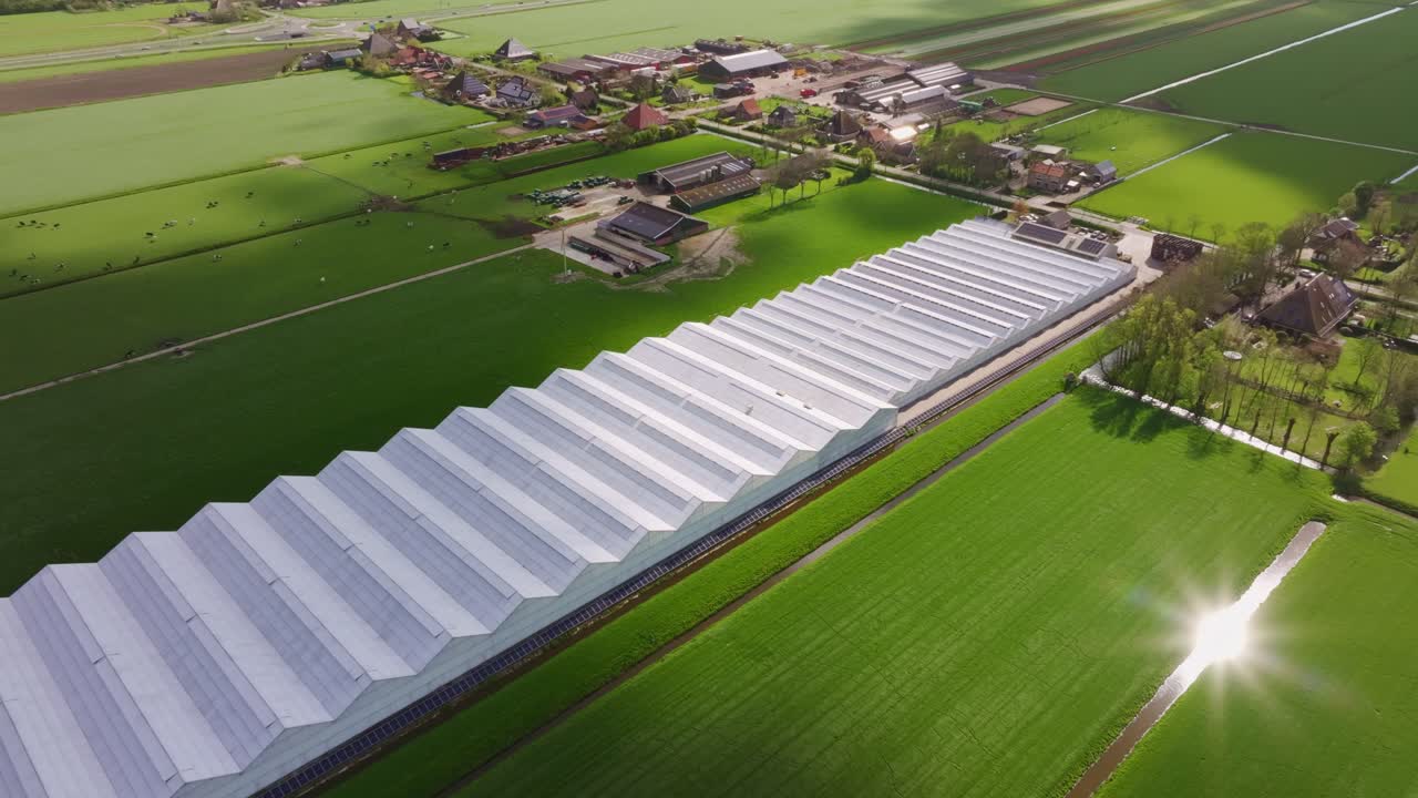 Fredfyldt landbrugsland med græssende køer nær rækker af drivhuse, Holland
