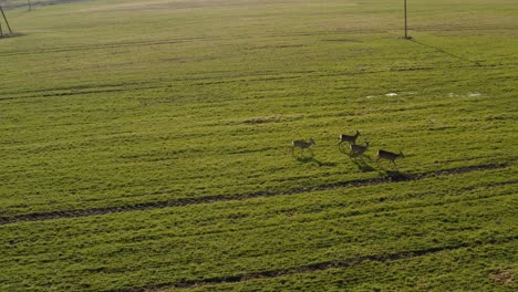 Rehe-Laufen-Auf-Grünem-Landwirtschaftlichen-Feld-Und-Fliegen-Rückwärts