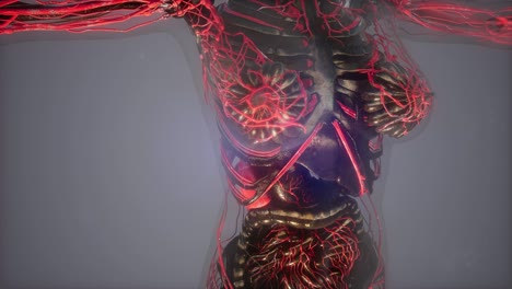 Human-Body-with-Glow-Blood-Vessels