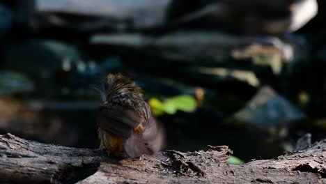 the abbot’s babbler is found in the himalayas to south asia and the southeast asia